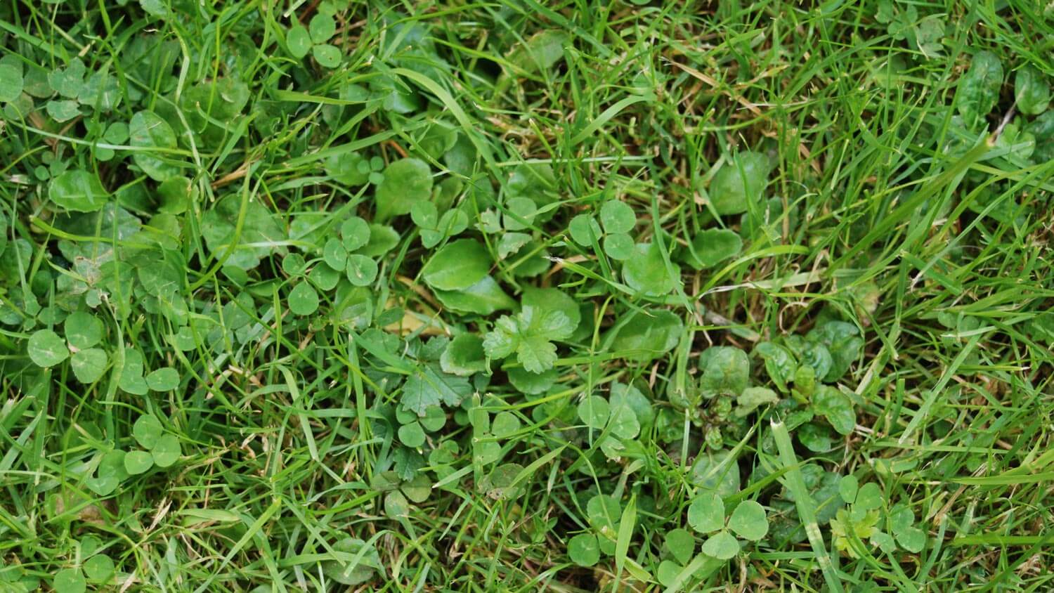 Top view of a garden with grass mixed with clover