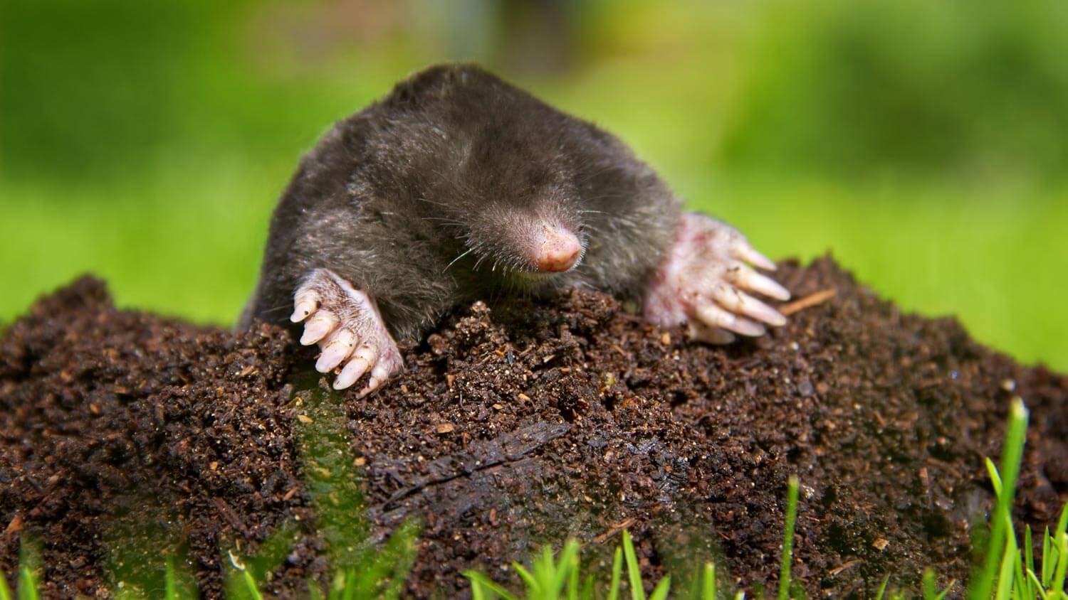 A mole sitting on top of a molehill