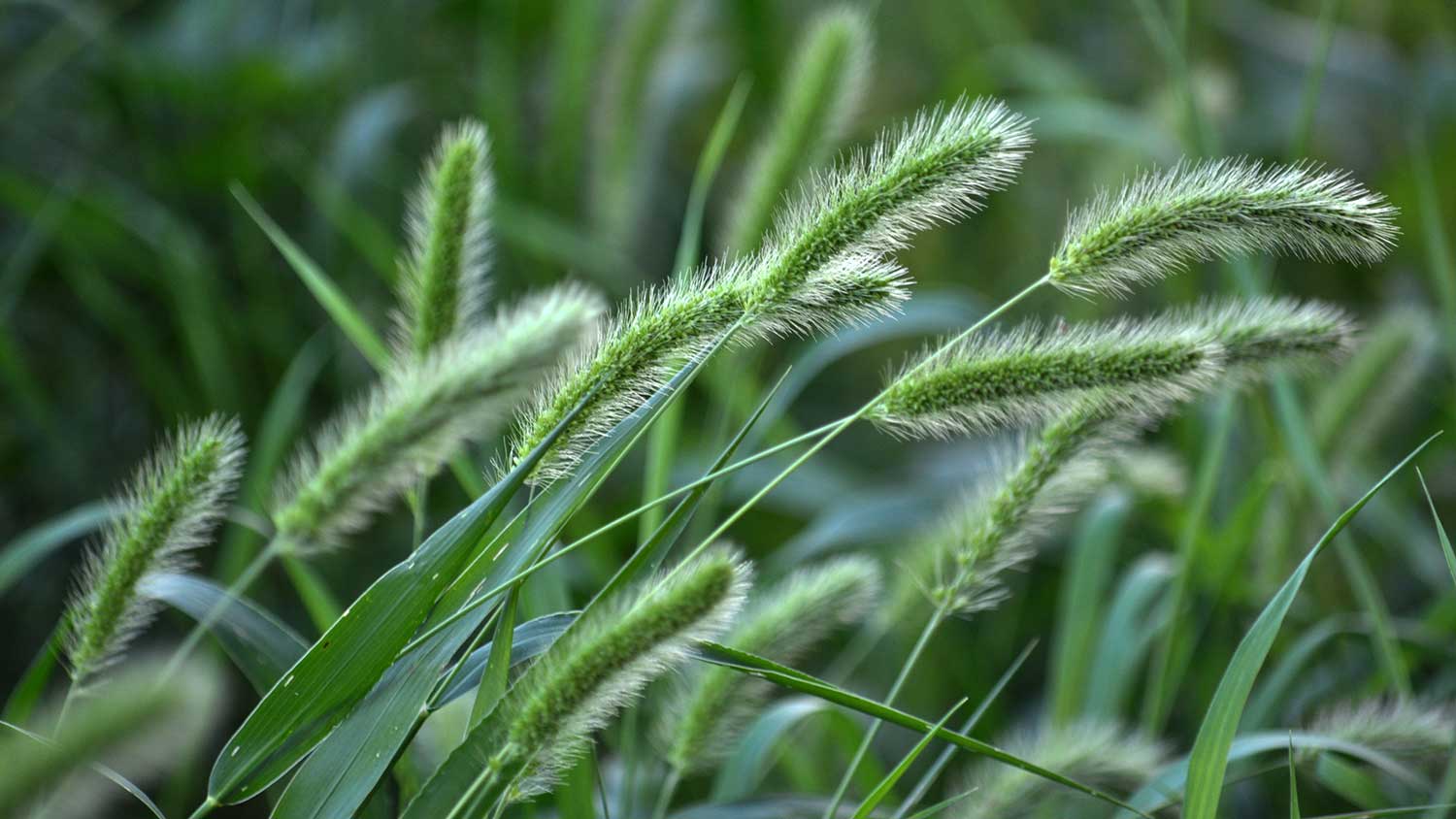Closeup of foxtail grass growing in the backyard