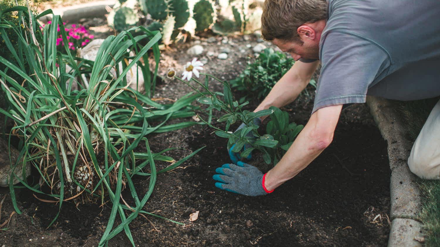 A man planting a plant in a garden