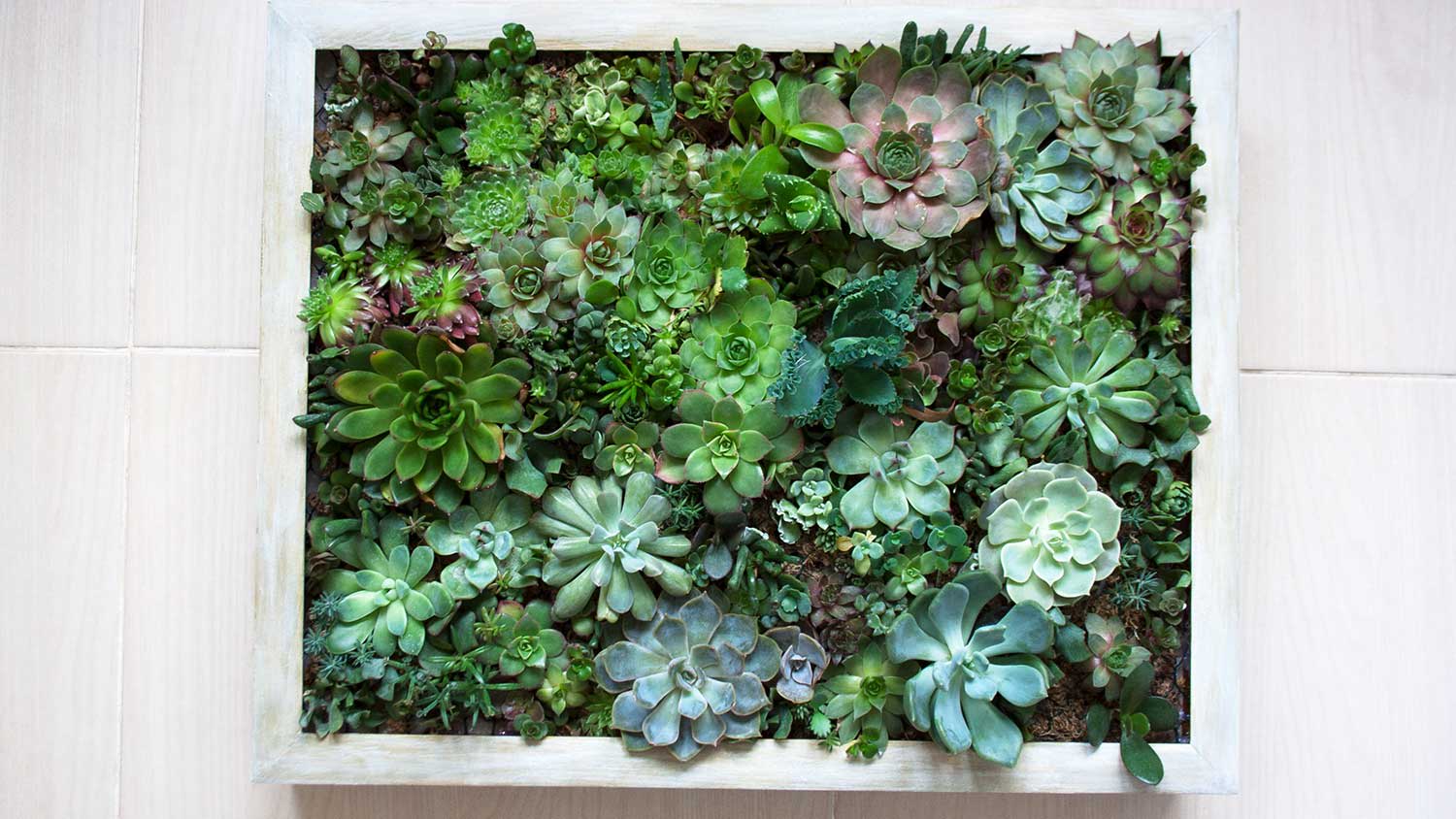 A picture frame frames a box of succulents