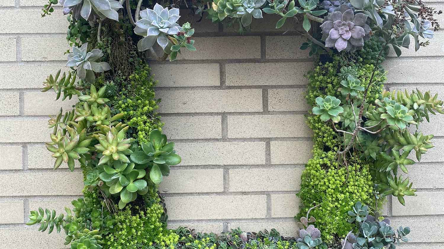 A picture frame of succulents hang from a wall