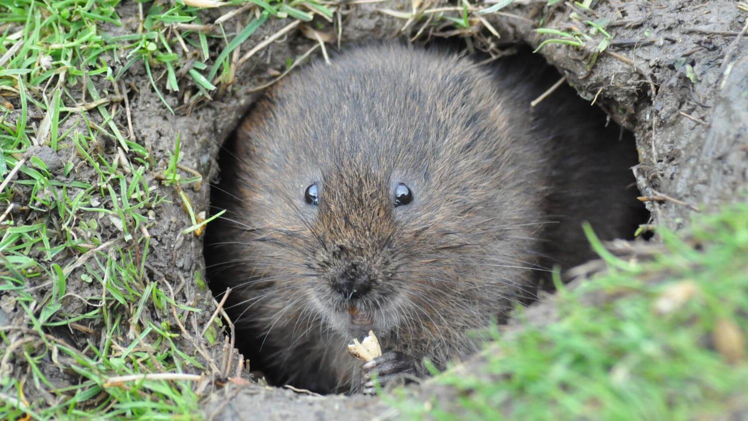 A vole staring at the camera