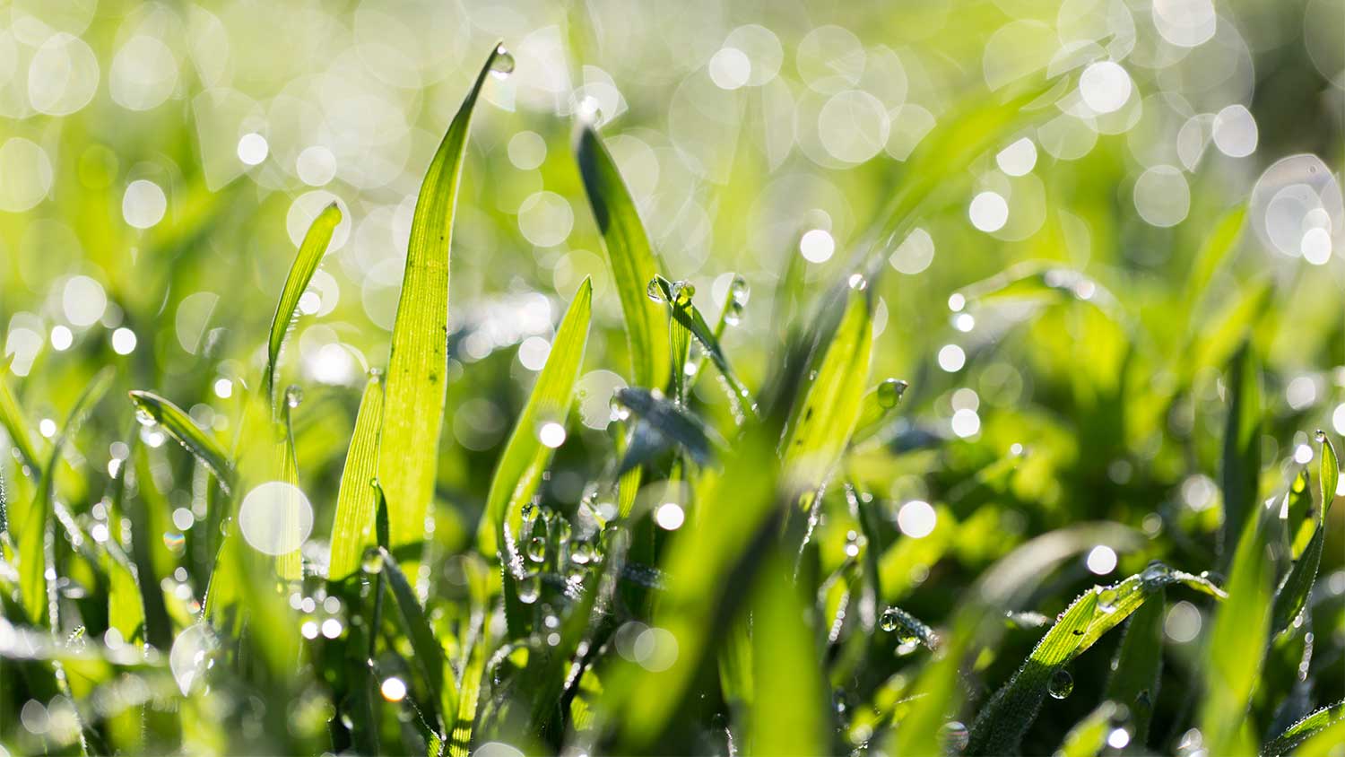 A closeup of wet grass