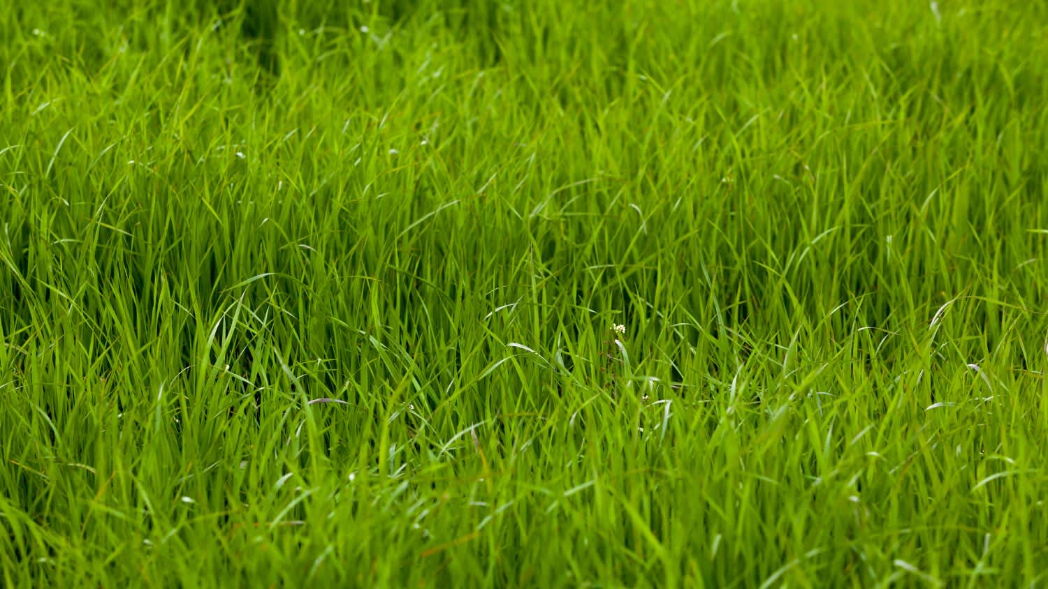 Green grass texture