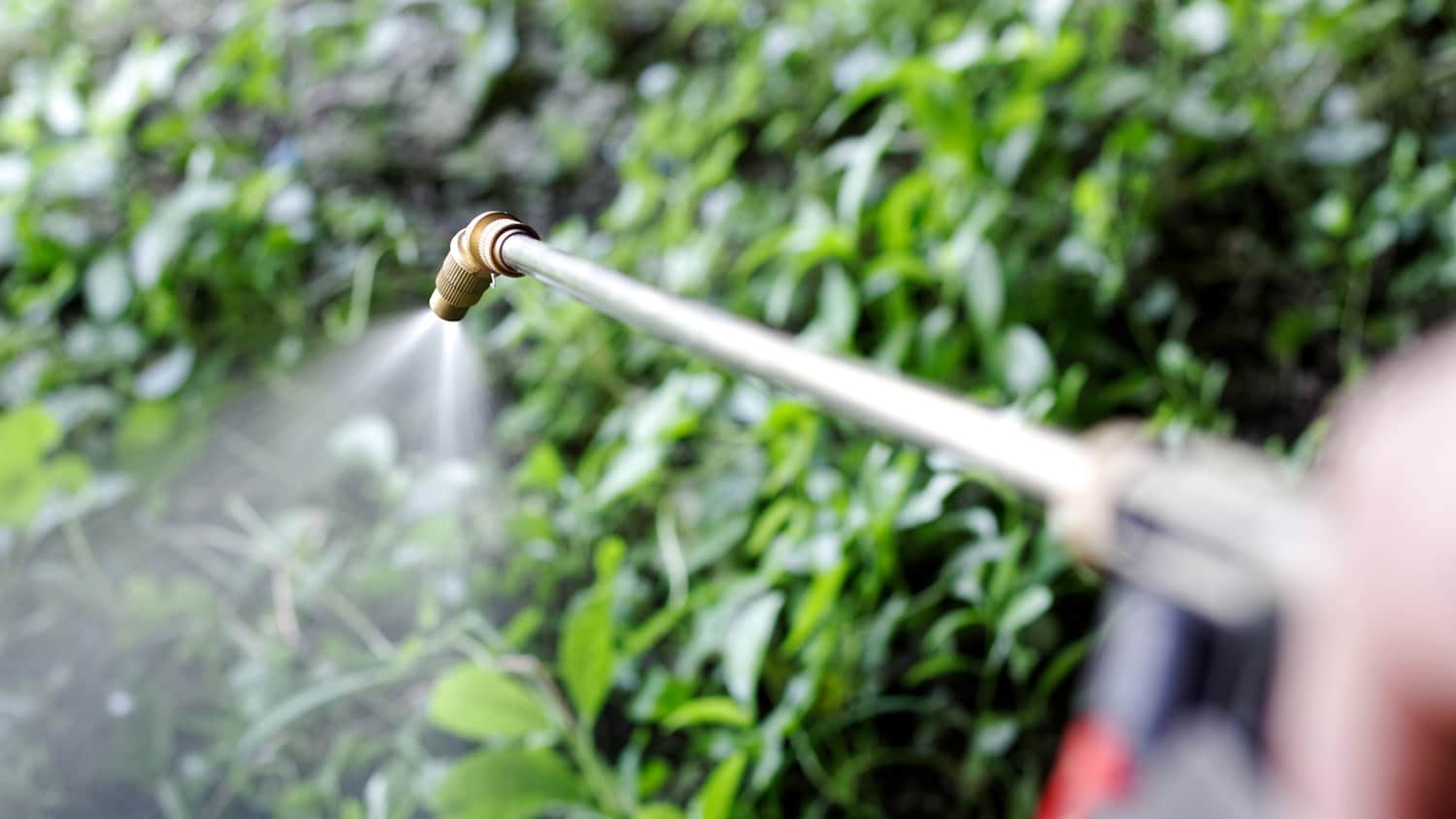 Close-up of a professional spraying weed killer