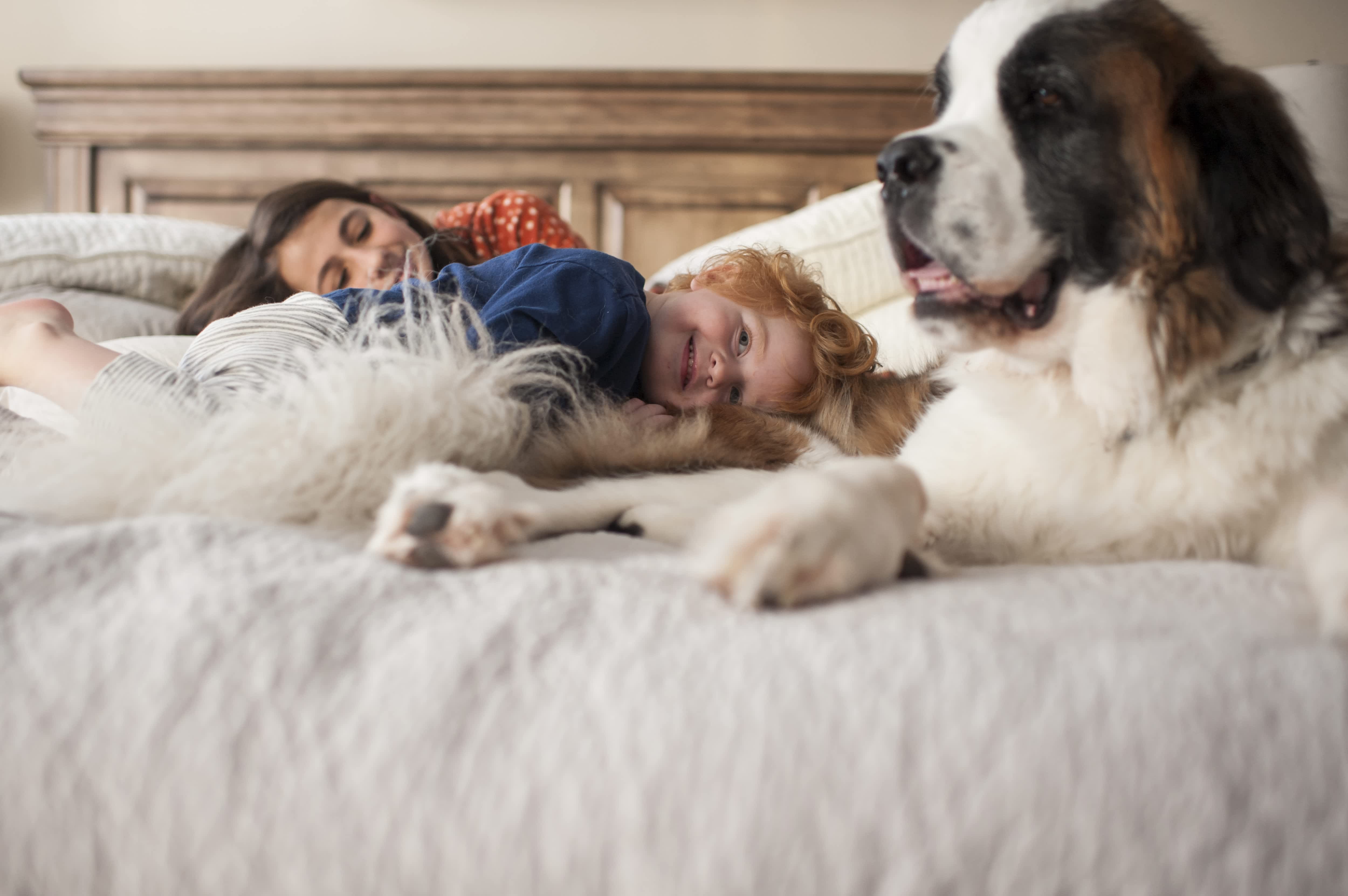 Children playing with dog on bed in bedroom