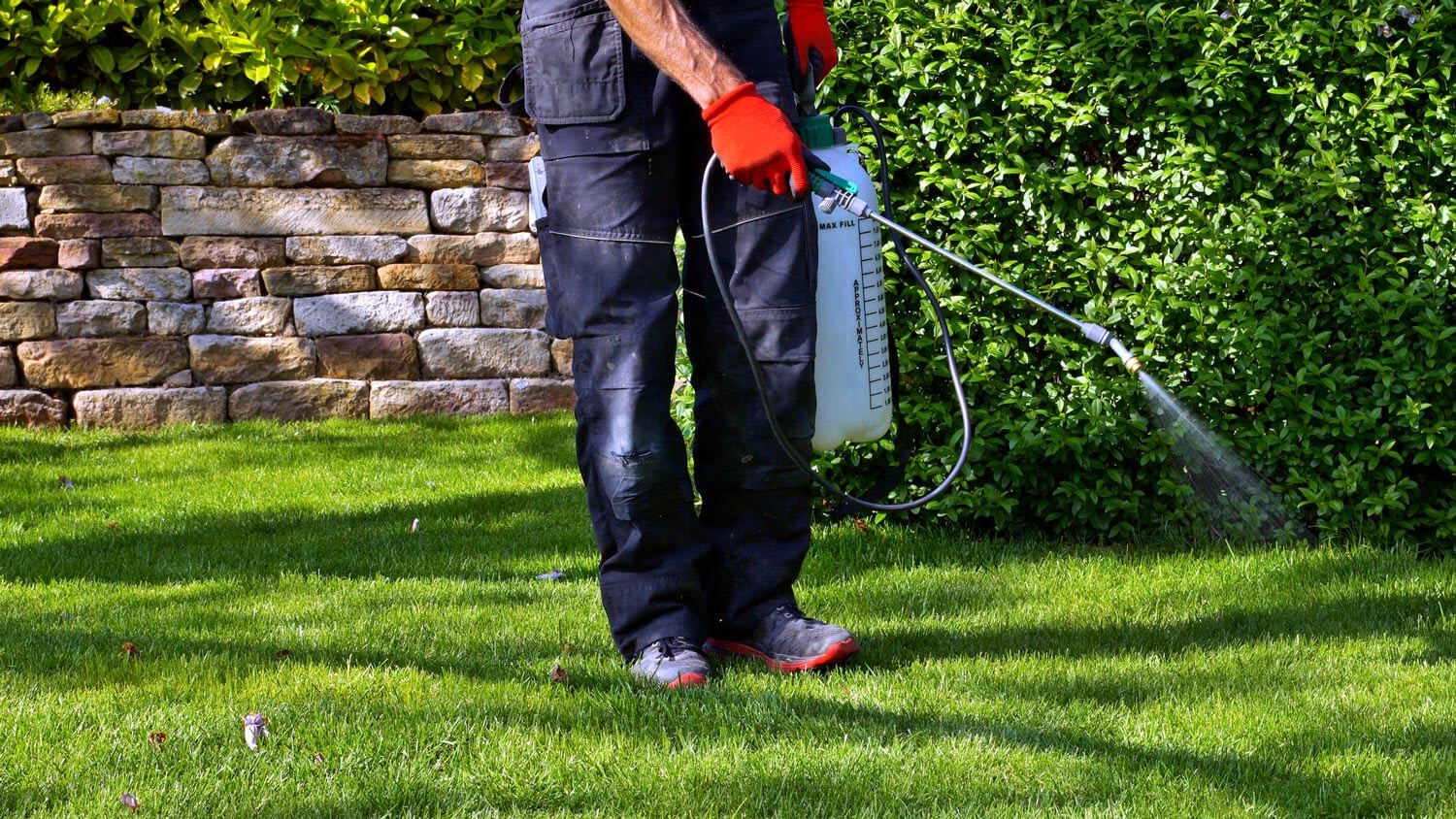 A man spraying herbicide on the lawn