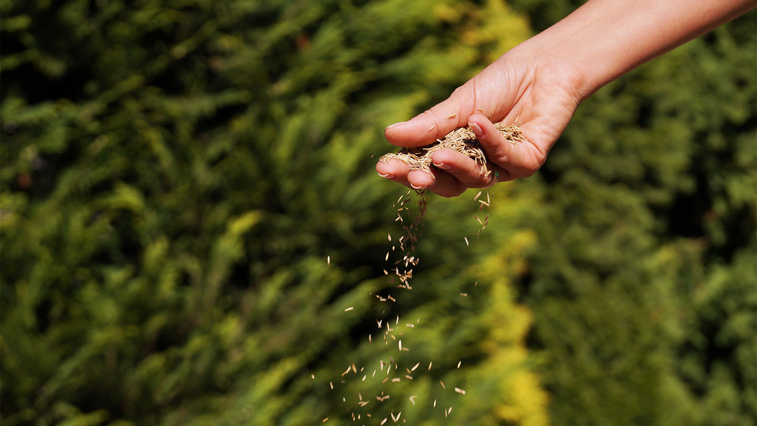 A hand sows grass seeds