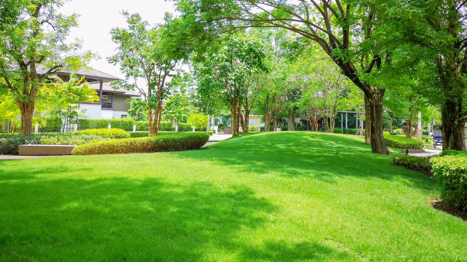 Fresh green carpet grass
