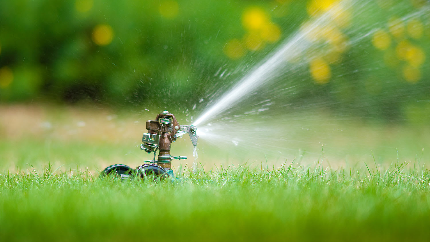 lawn sprinkler spraying over green grass