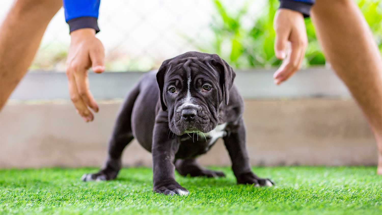 man with puppy on artificial grass