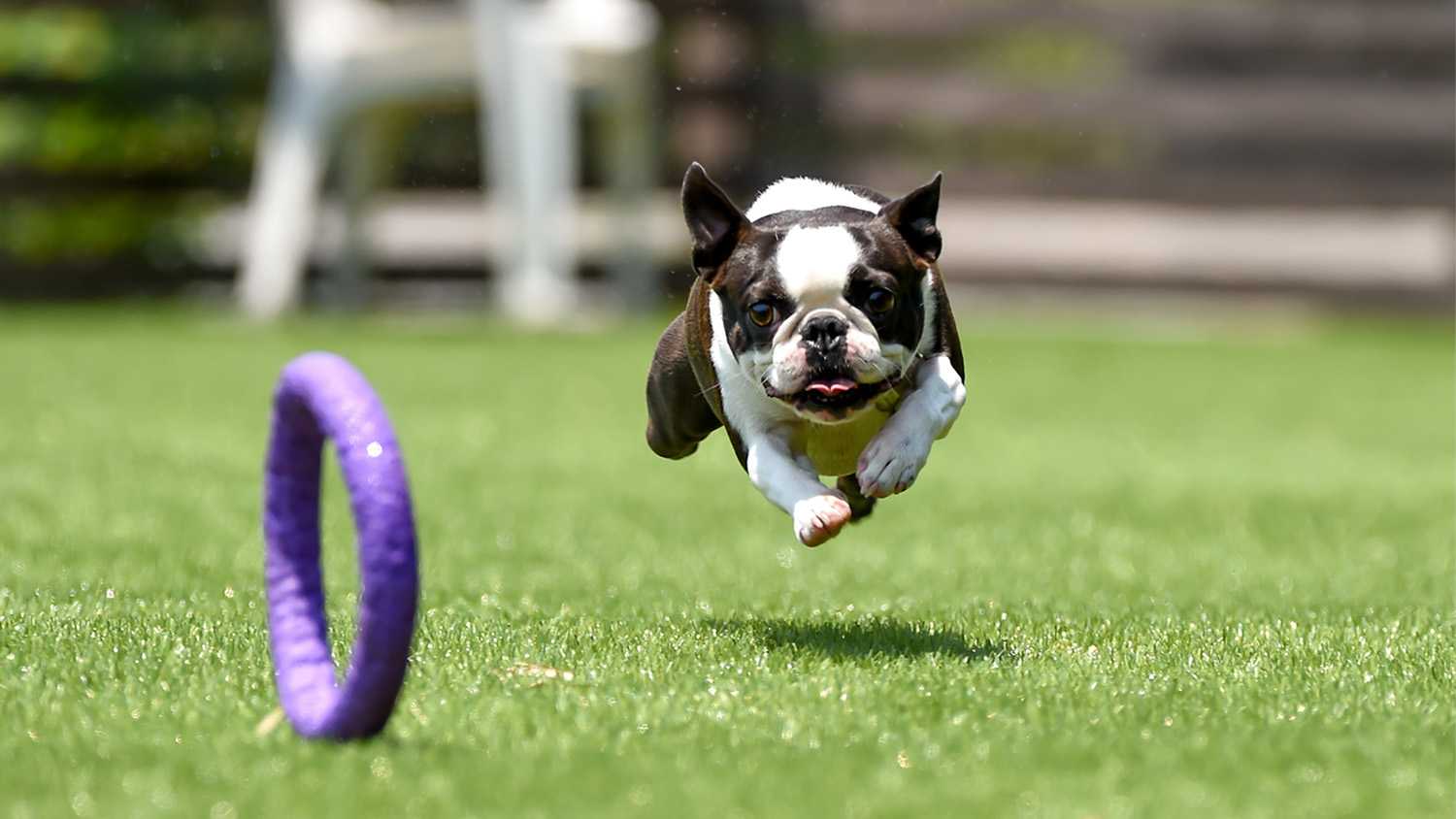 little black dog running on artificial turf