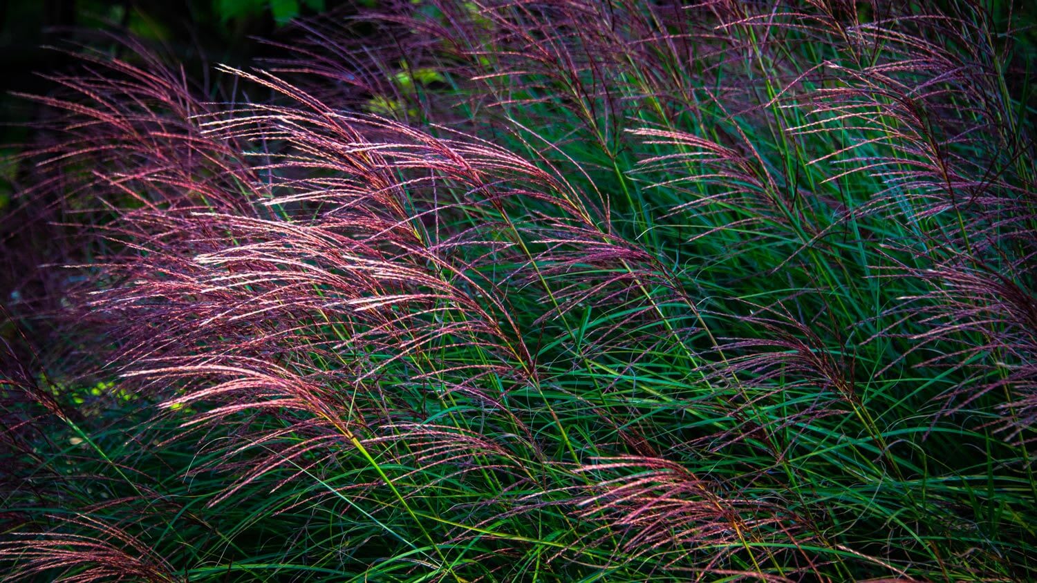 Purple fountain grass lit by sun beams