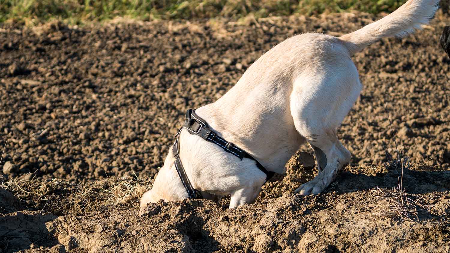 A dog digs in a soil patch