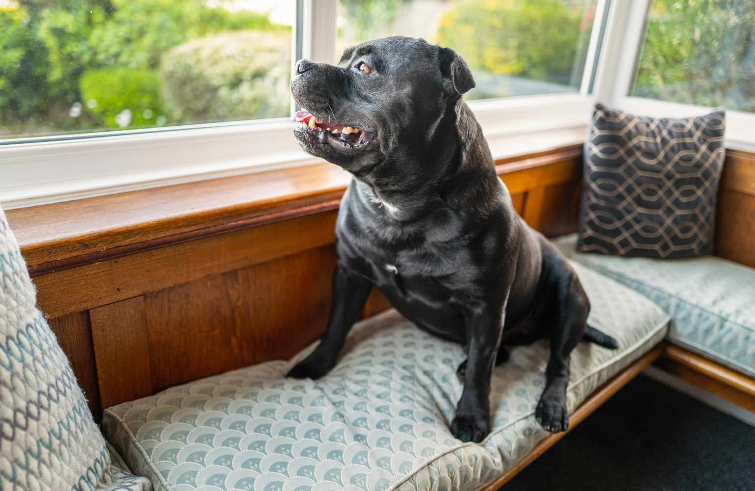 dog sitting near window
