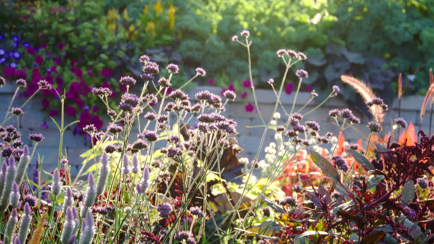 Flowering plants on field