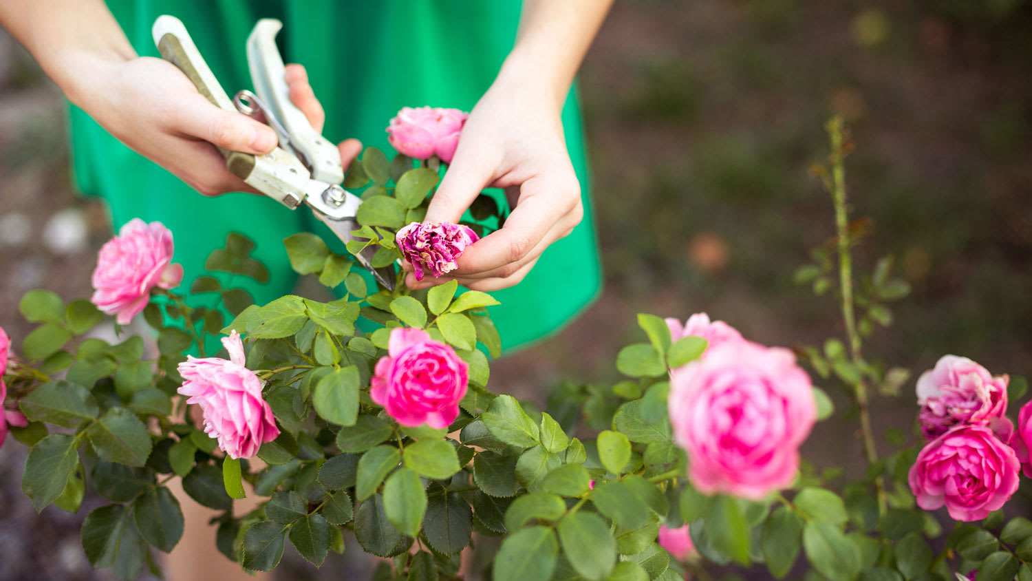 A woman using a secateur pruning a rose bush
