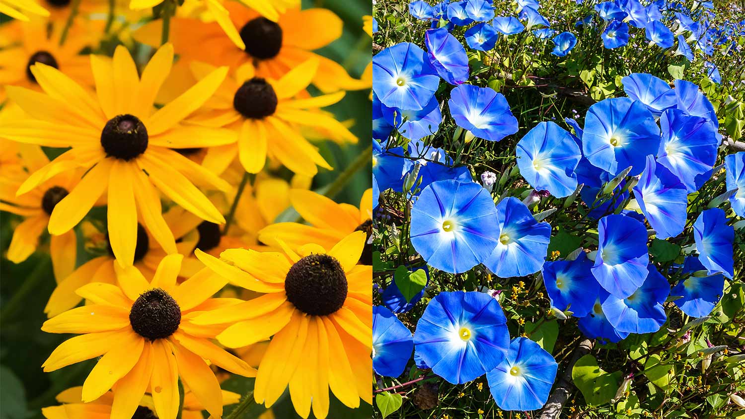 black eyed susan