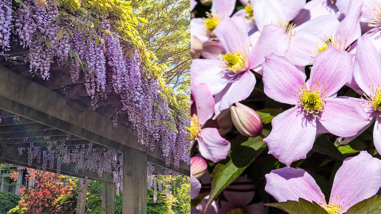 Purple Wisteria and Clematis Rubens