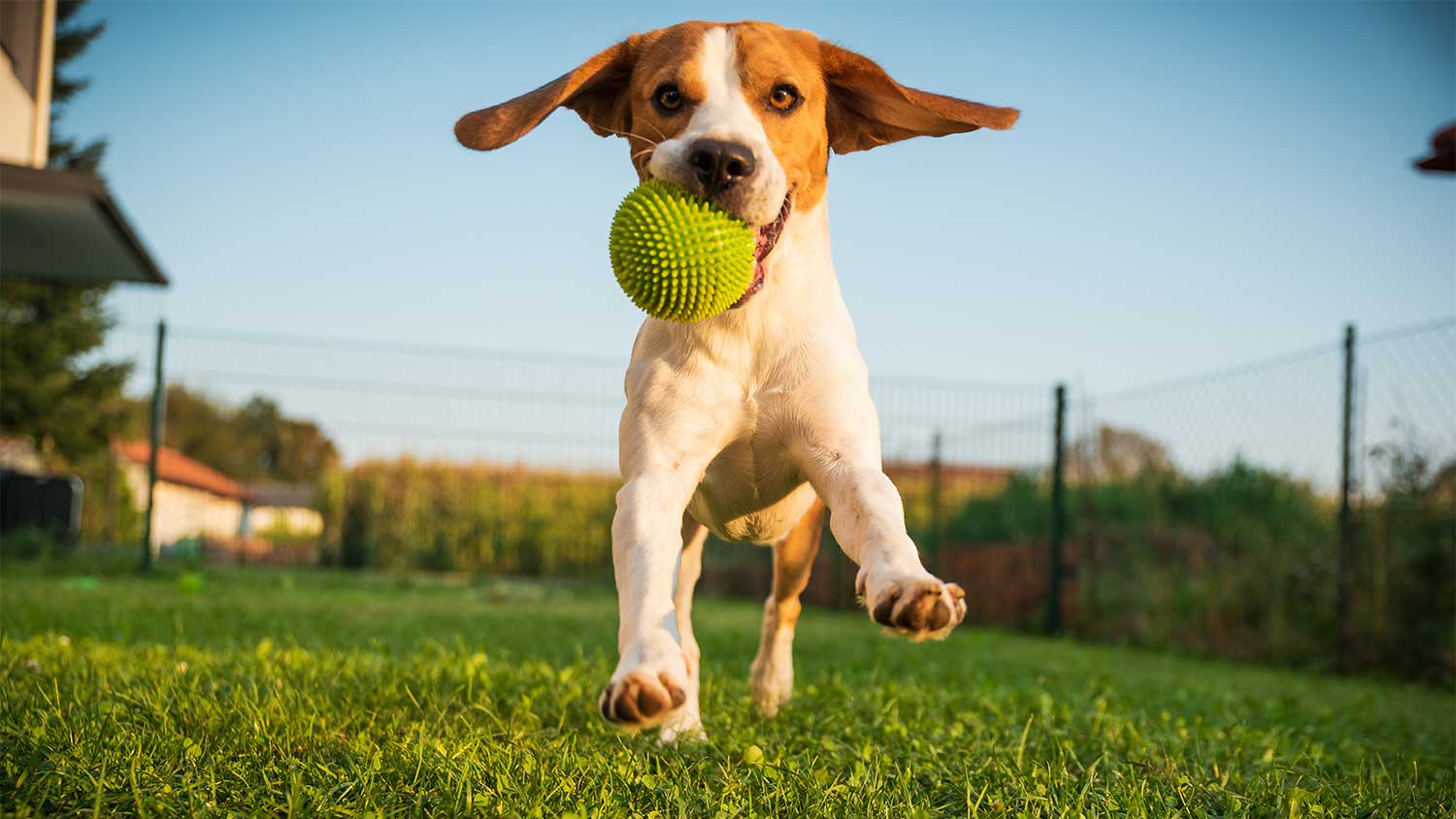 A dog plays with a ball in a dog run