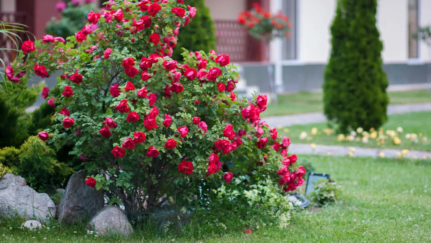 A red rose bush in the front yard of a house