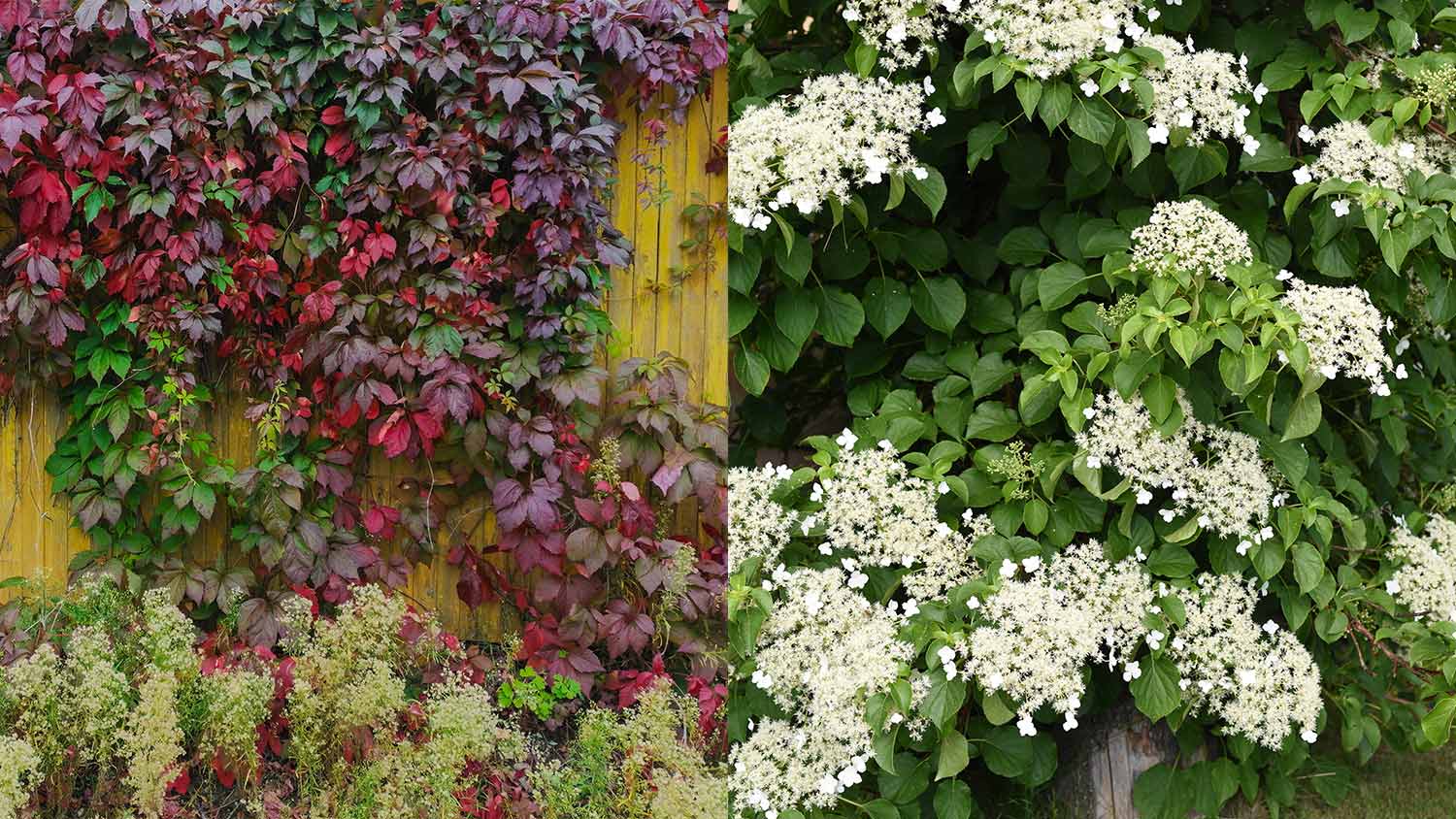 Purple Chinese Virginia Creeper and Moonlight Hydrangea