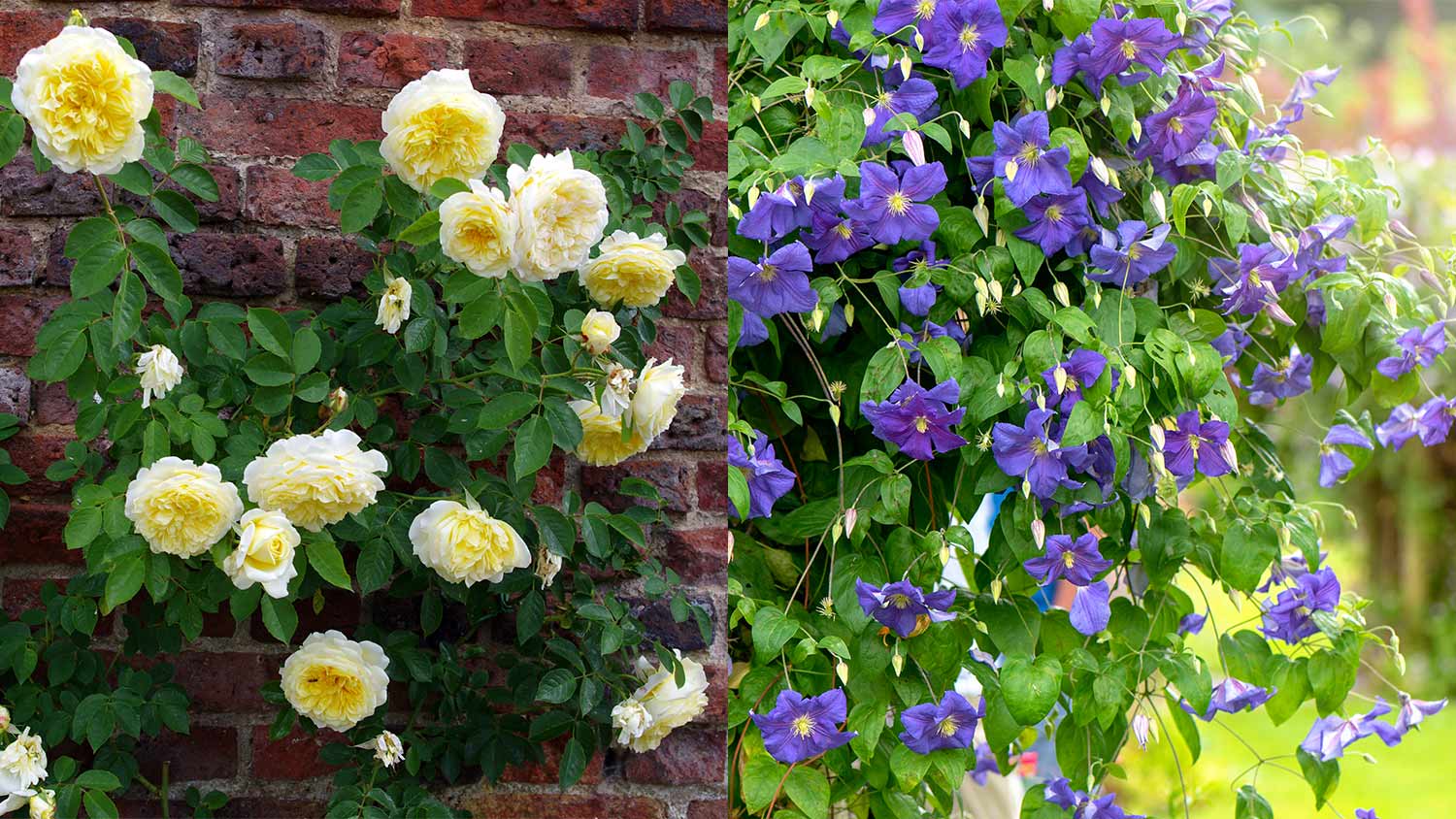 Yellow climbing roses and purple Clematis Jackmanii
