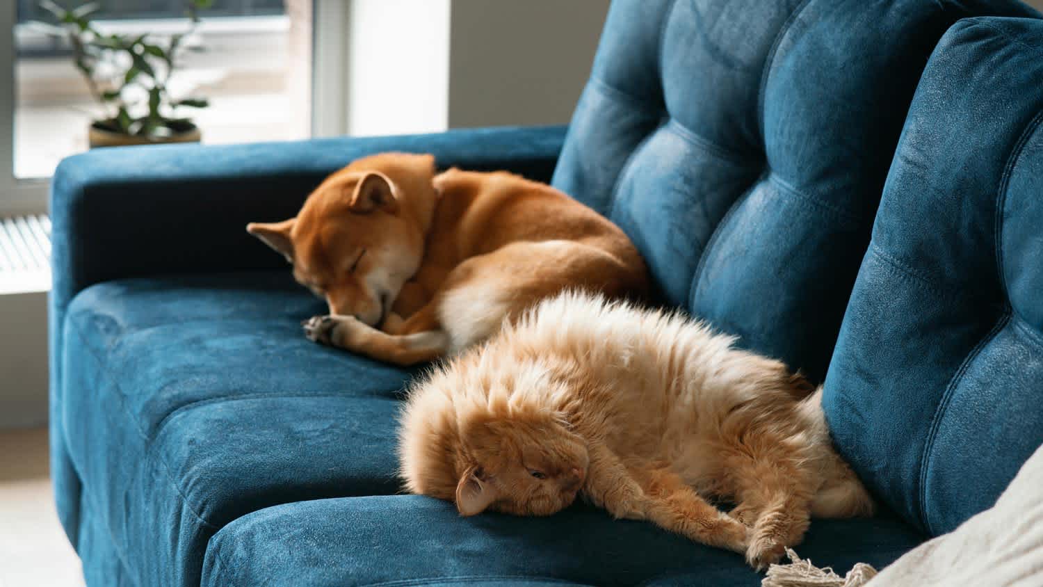A cat and a dog sleeping on a big couch