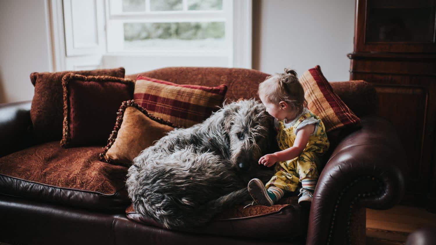A dog on the sofa with a small toddler girl