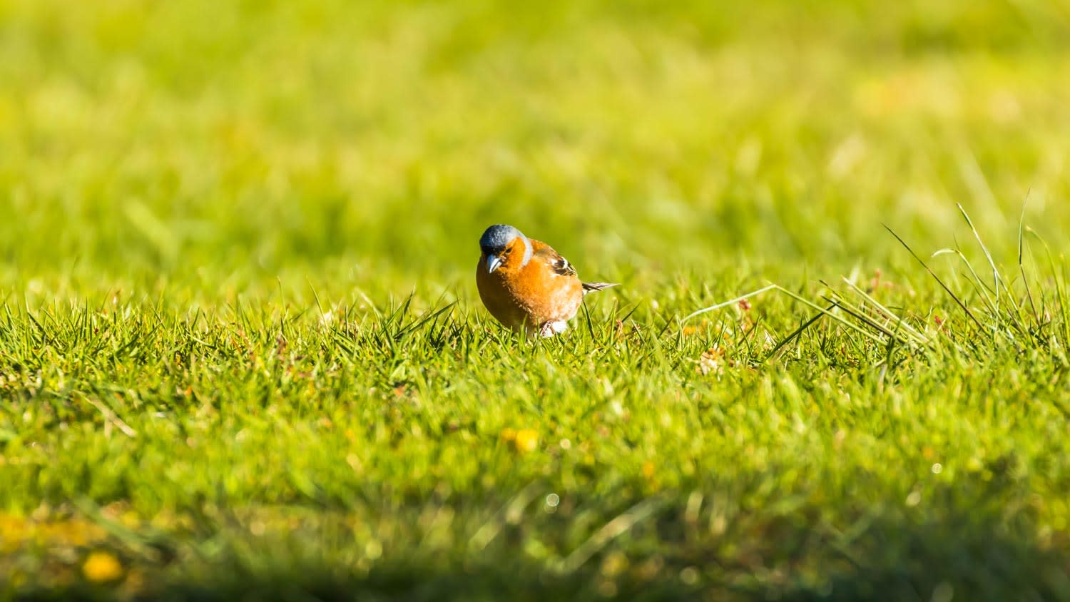 Close-up of a bird standing on grass