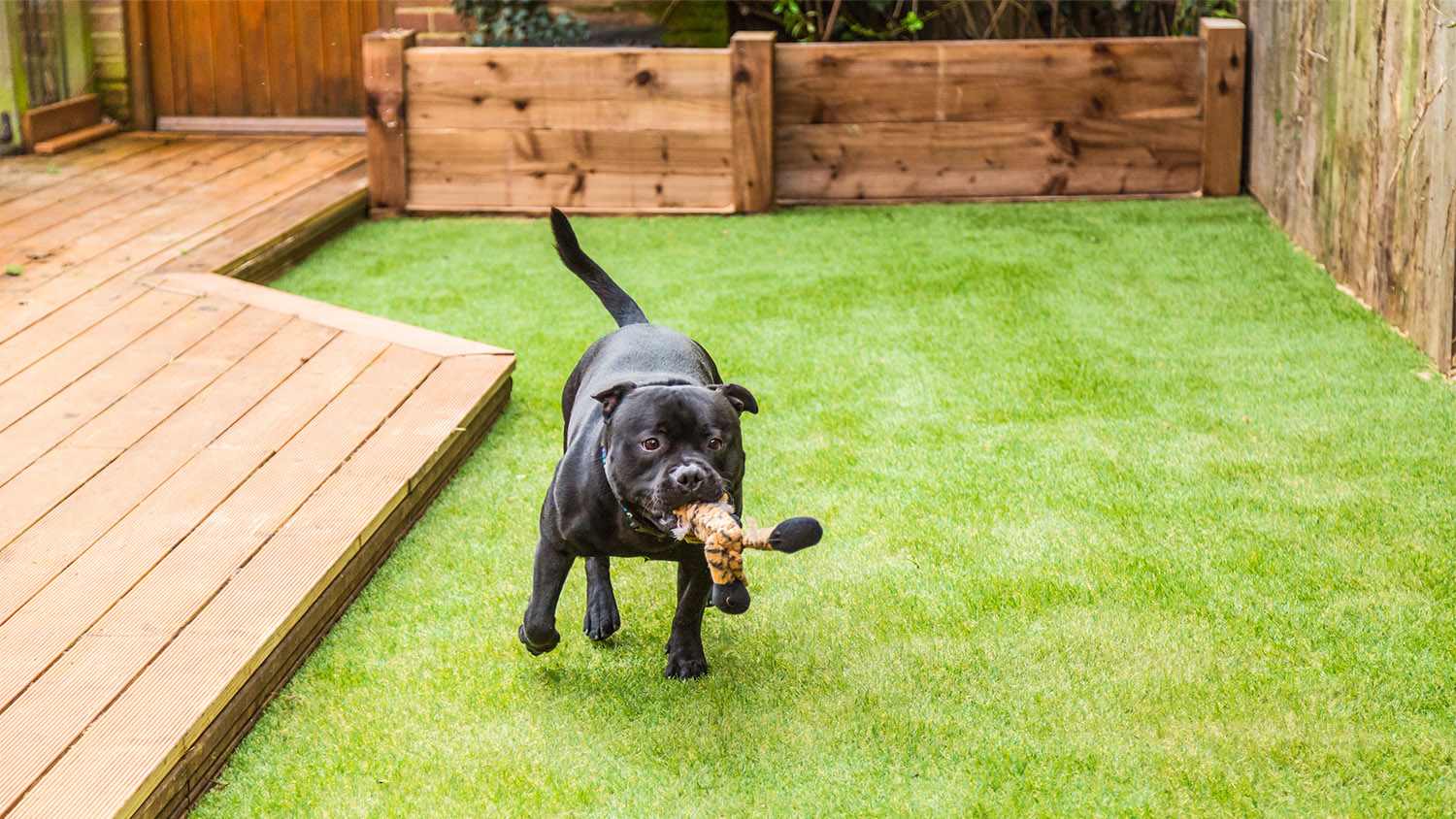 dog running around on artificial grass in yard