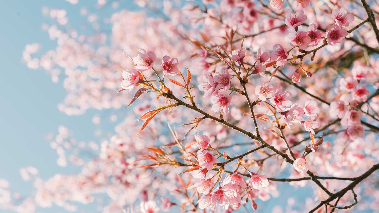 blossoming tree branches