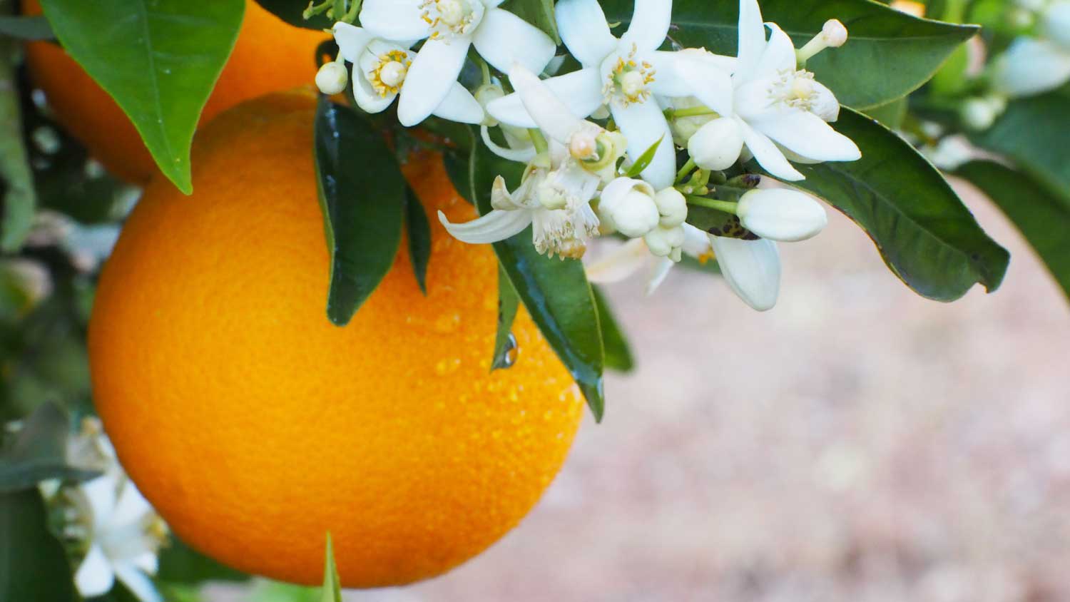 orange fruit with flowers