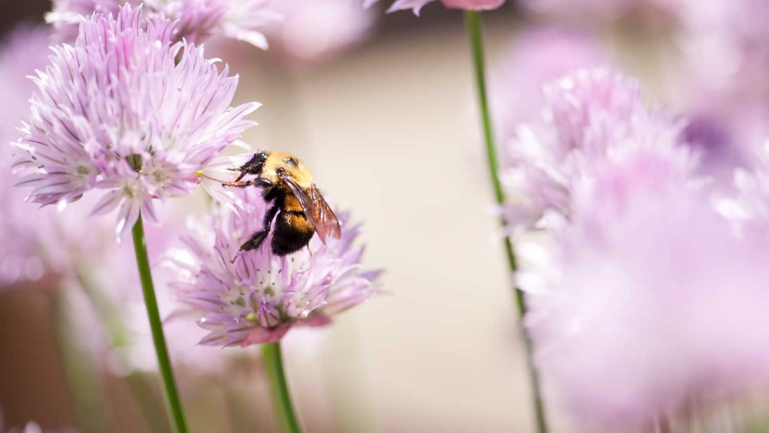 bee collecting pollen from purple flower