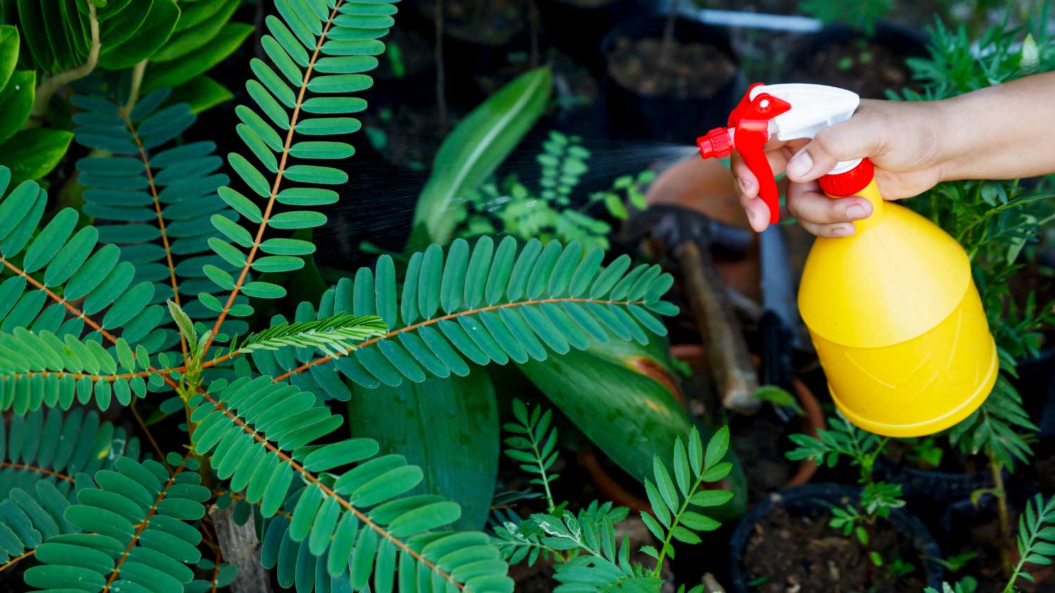 spraying plants with pesticide