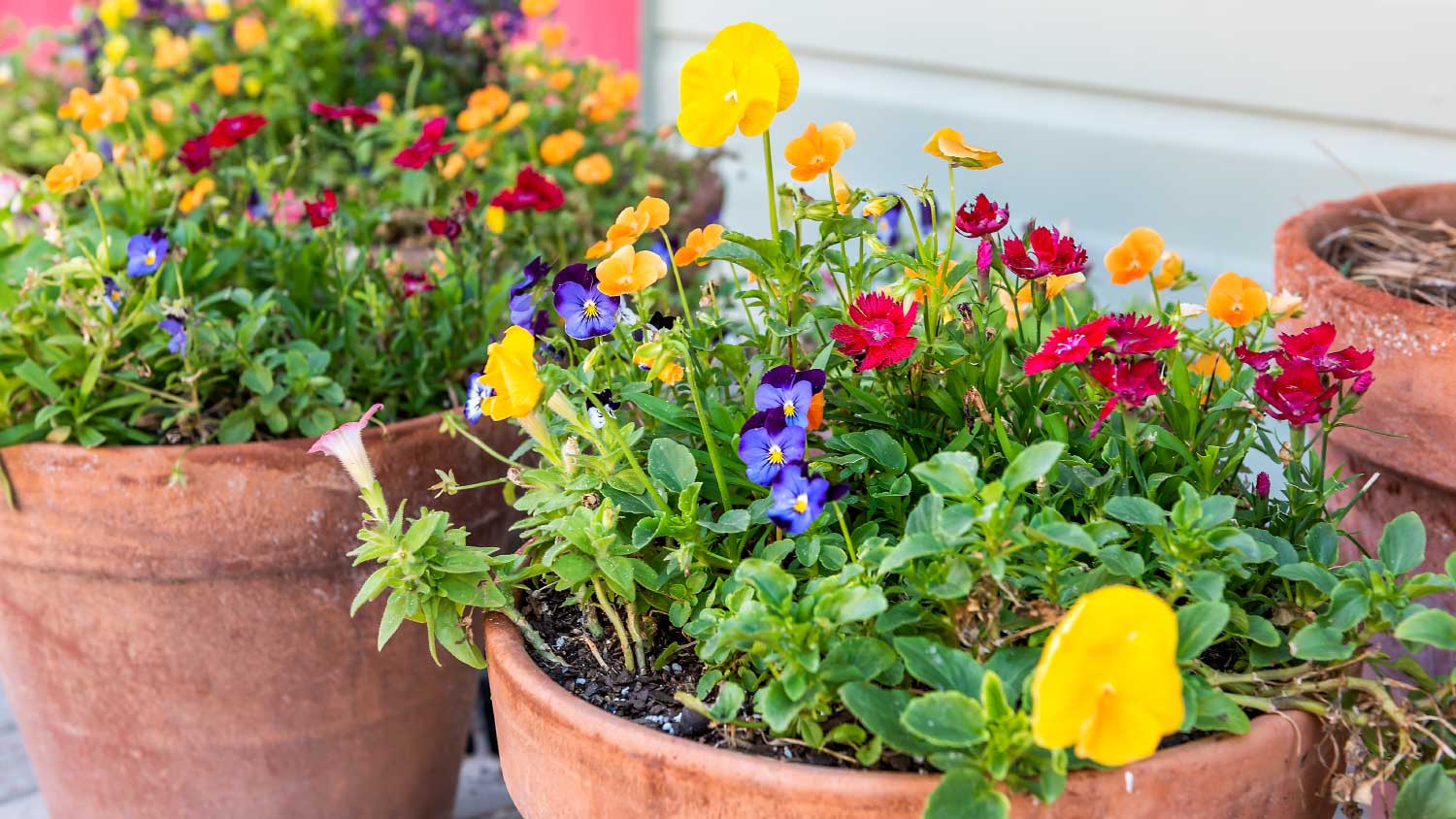 colorful flowers in plant pot