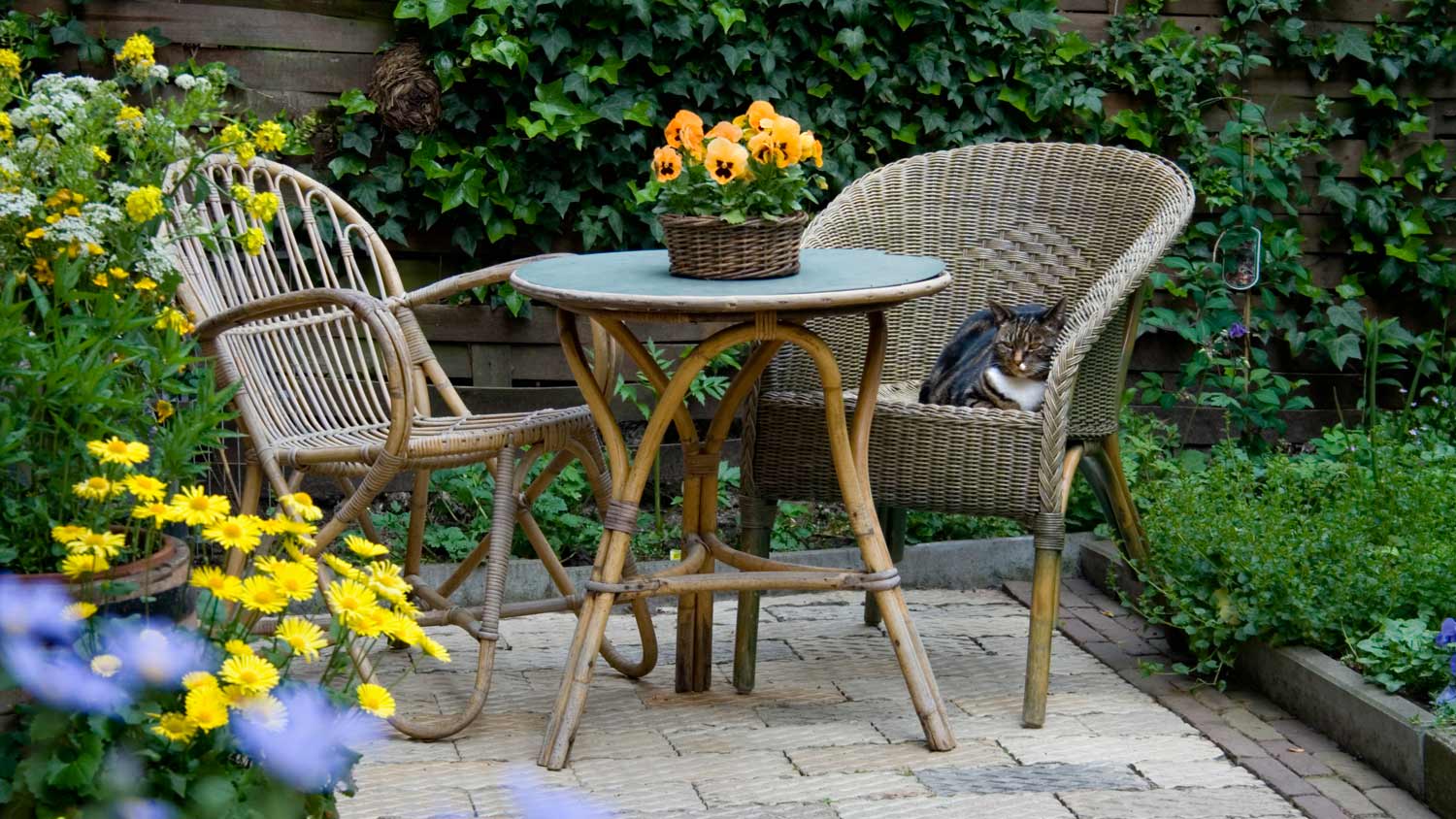 Garden patio with wicker furniture and a housecat