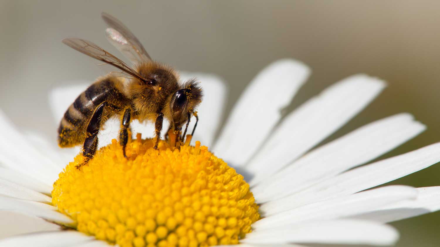 bee sitting on a daisy