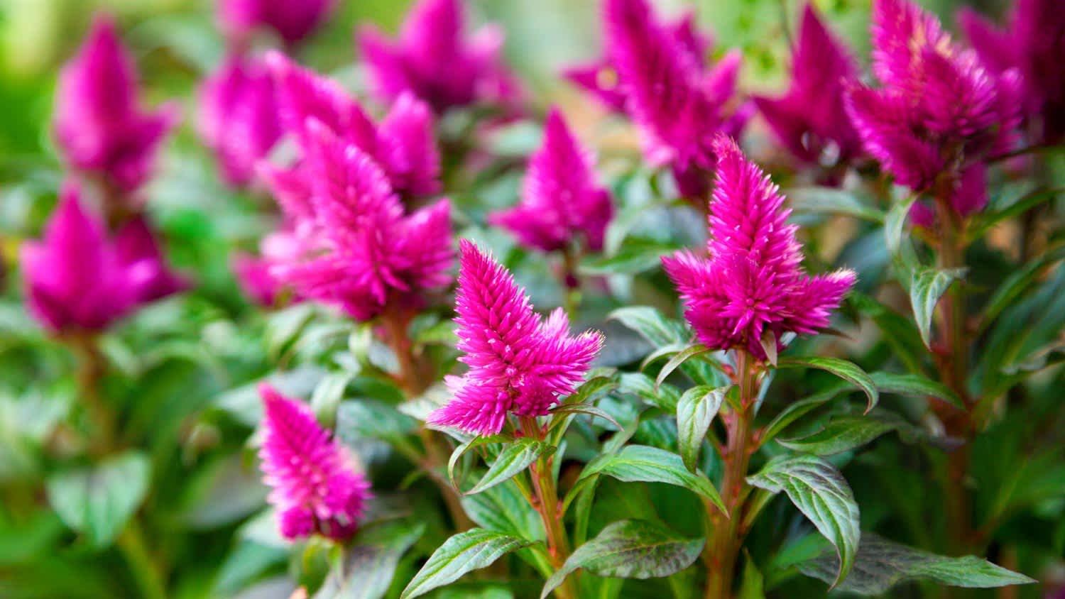 Close-up of blooming purple celosia flowers