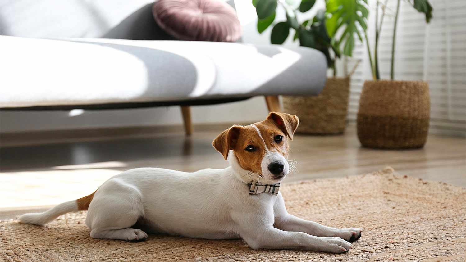 dog laying on living room rug