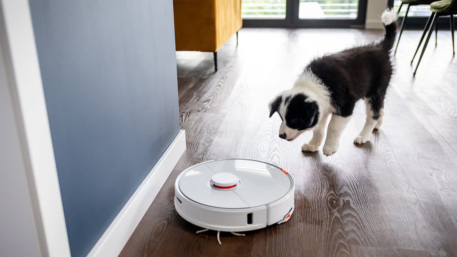 dog looking at robot vacuum