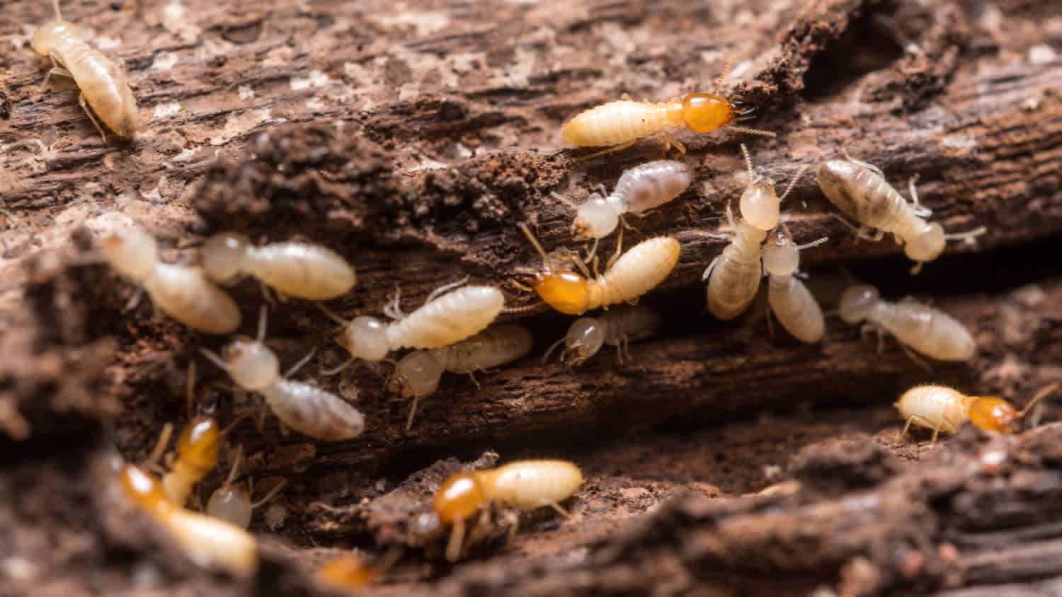 termites on wood