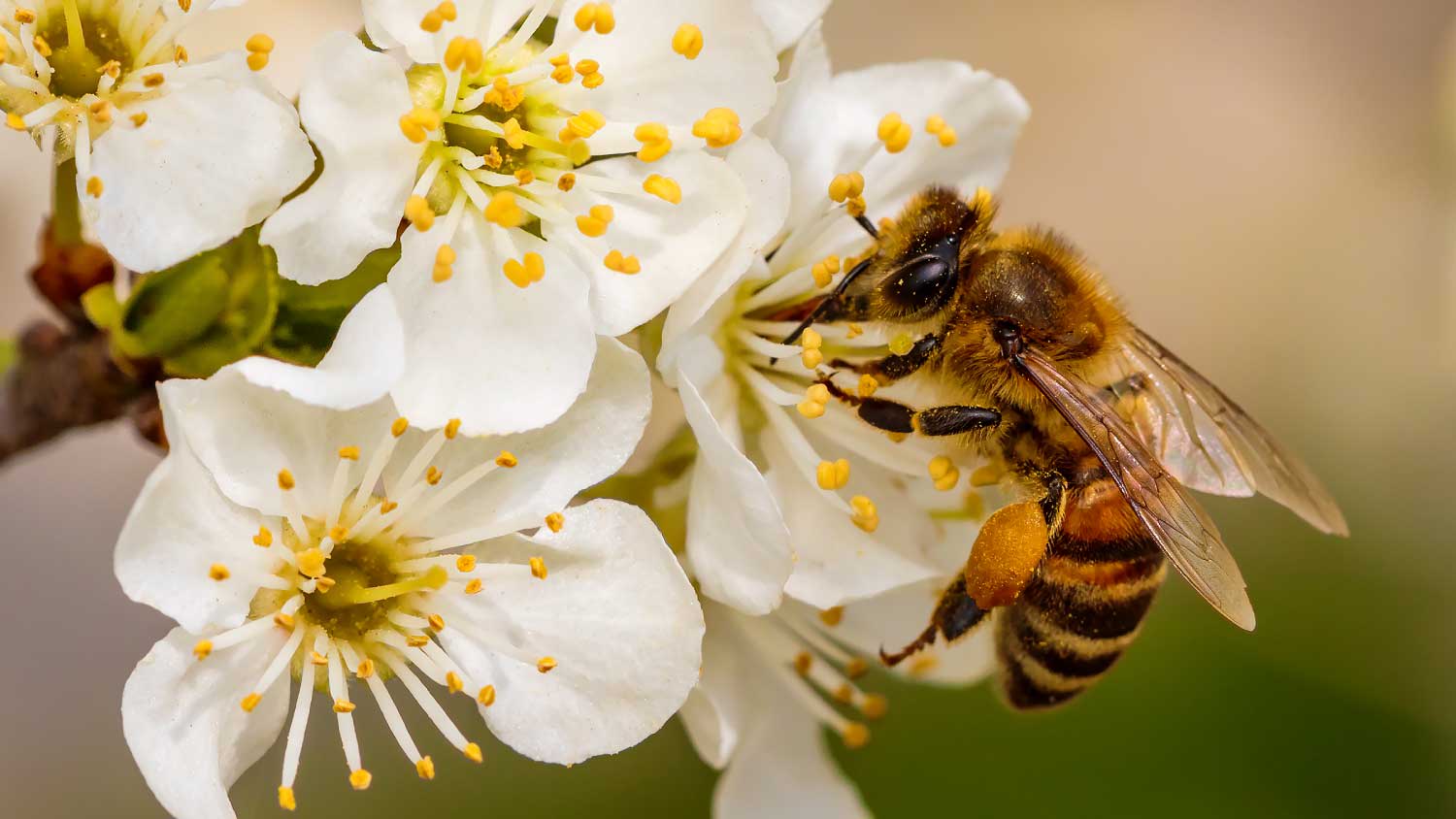 bee collecting pollen from white flower