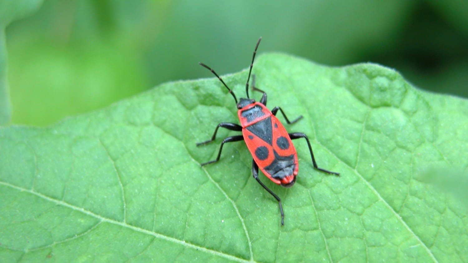 boxelder bug on green leaf
