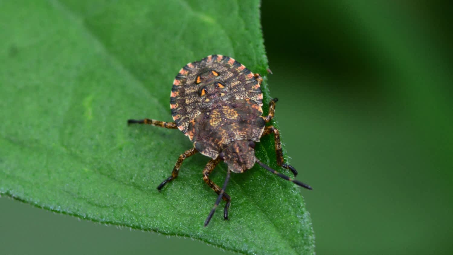 Brown marmorated stink bug green leaf