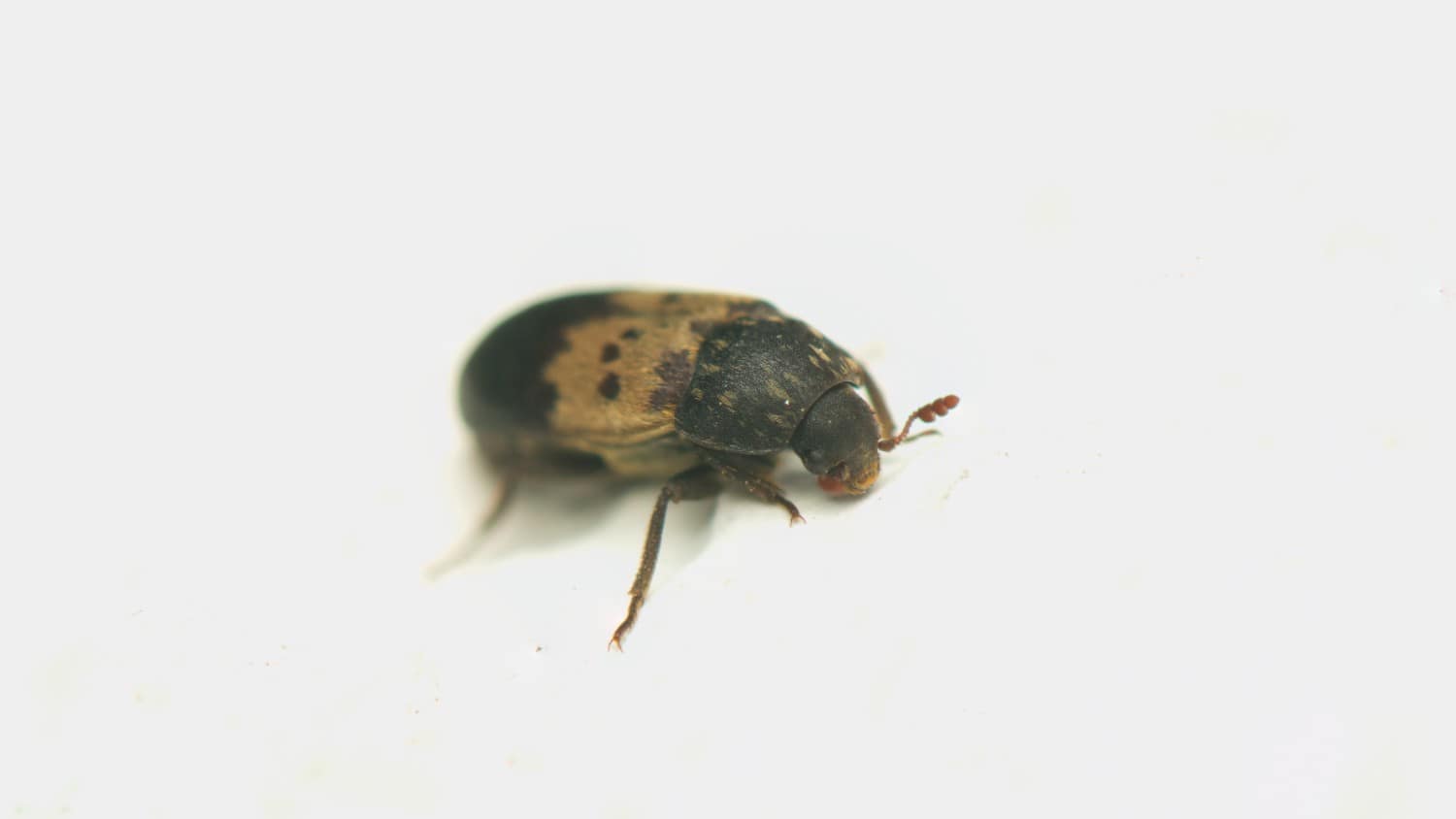larder beetles on white background