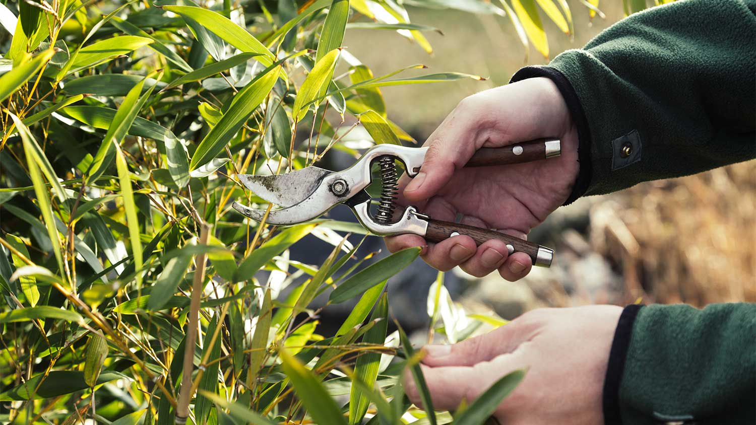 Closeup of hands pruning shrubs