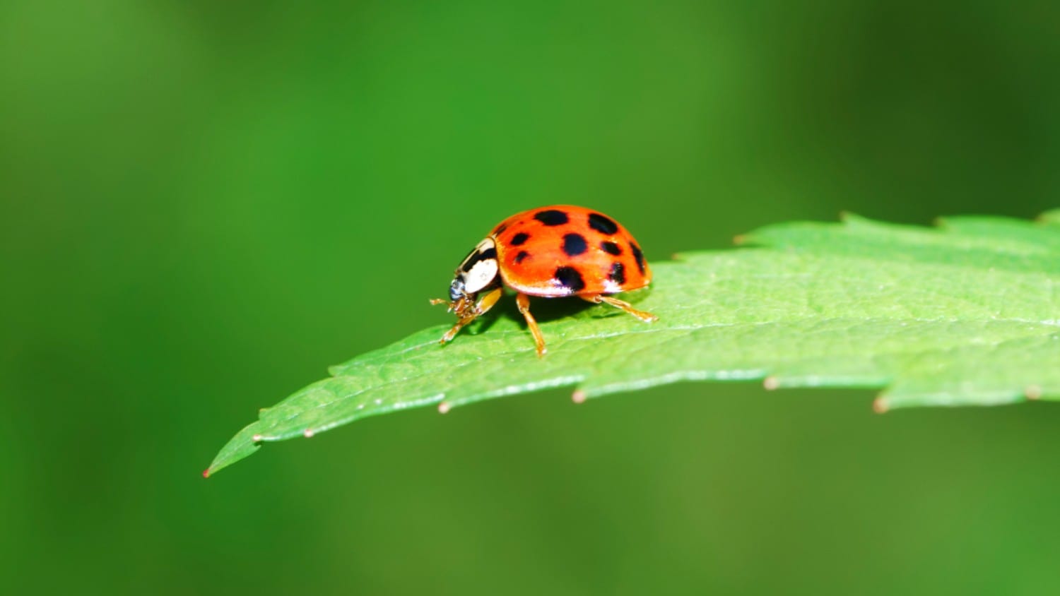 asian lady beetle/bug