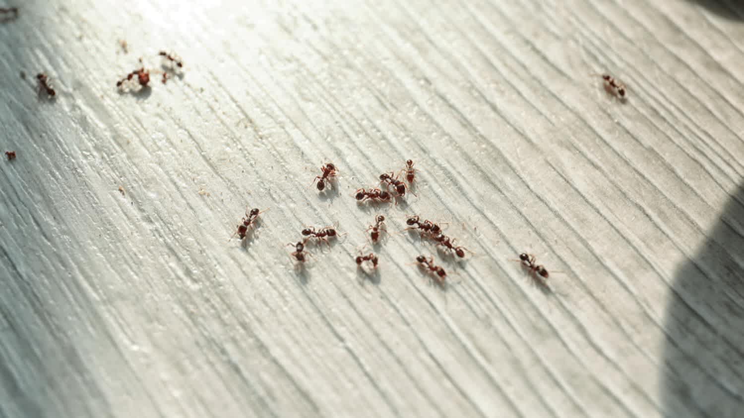 group of ants on floor at home